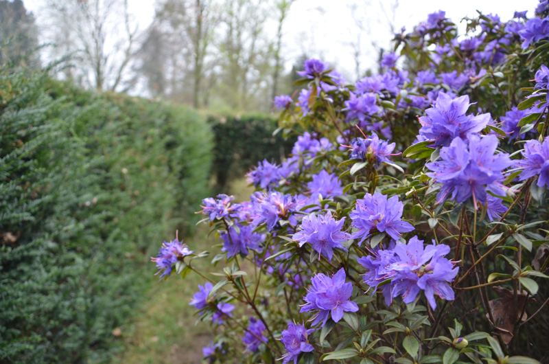 Bloeiende rododendron